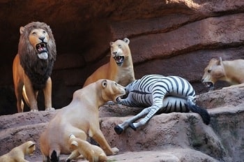 ジャングルクルーズシマウマ