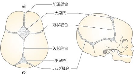 体験談 赤ちゃんの頭の形が歪なのでリモルディングヘルメットを作りに行った話 怒リーマー 怒リーマン